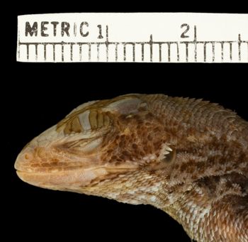 Media type: image;   Herpetology R-36711 Aspect: head lateral